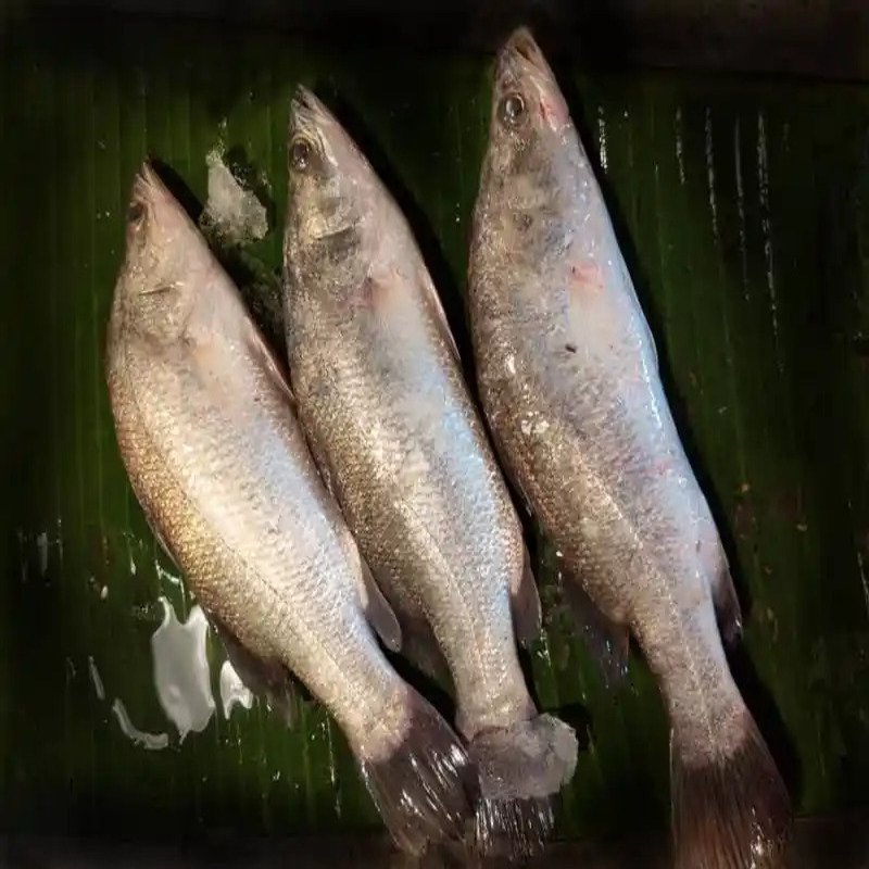 Koral - Big(3-5Kg) /Kg